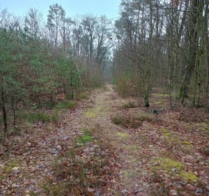Las Podleśne - Iława - 2