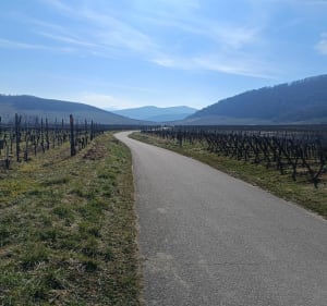 Village Alsacien - Route des vins - Vignobles - Colmar - 3