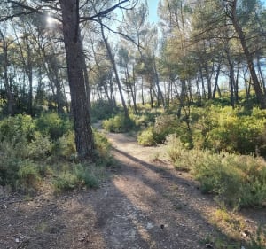 Petite balade  dans les hauteurs de Bouc Bel Air - Audrey - 4