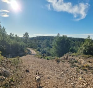 Petite balade  dans les hauteurs de Bouc Bel Air - Bouc-Bel-Air - 2