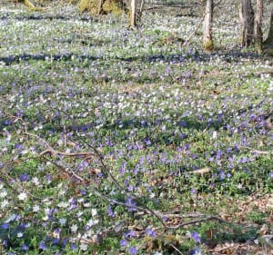 Vallée de la Crusnes - Serrouville - 2