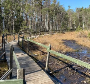 Goździkowe Bagno, Bagno Bocianowskie i Wydmy - Sabina - 4