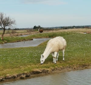 Boucle la cotinière, Boyarville, en passant par les Marais - Saint-Pierre-d'Oléron - 2