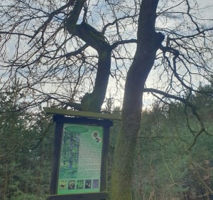 Sokolnikach Lesie - Katarzyna - 4
