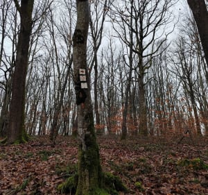 Forêt de Lespinasse (circuit du chevreuil) - Vanessa - 3