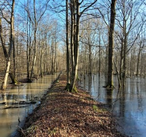 Chemin de la Rabière et Rochers d'Angennes - Poigny-la-Forêt - 2