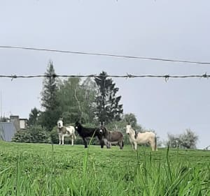 Entre plaine et forêt à Fry - Fry - 2