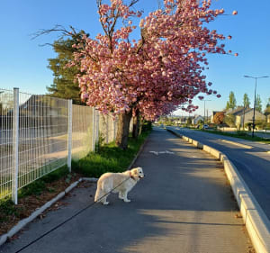 Petite boucle Ouest Noyal sur Vilaine - Pekin :-) - Noyal-sur-Vilaine - 2