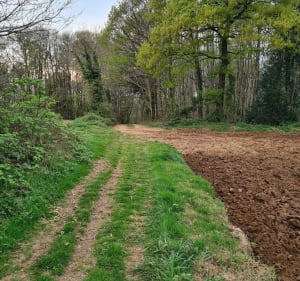 Petite balade dans le bois Reffuveille - Le Grand-Celland - 2