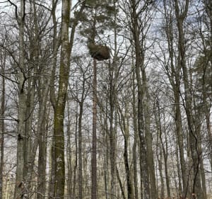 Polacy przez las w Gorze - Góra - 2