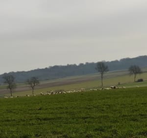 Marche matinale autour de Louches - Landrethun-lès-Ardres - 2