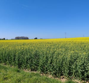 Autour de Guernesey à Épreville - Épreville - 2
