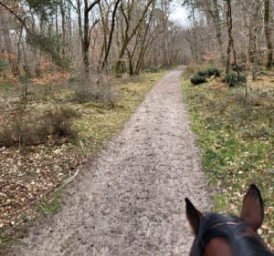 Boucle en Forêt de Fontainebleau - Achères-la-Forêt - 2
