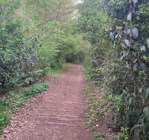 Sentier de la voie ferrée à Noyelles-lès-Vermelles - Celine - 4