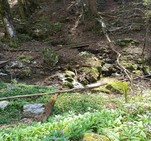 Randonnée la rivière le Cuchet - La Rivière - 2
