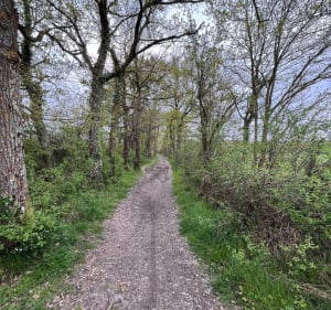 Chemins forestiers de Rieumes - Rieumes - 3