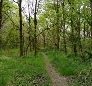 Découverte de la Marne, ses étangs, sa forêt et le Grand Moulin - La Marne - 4