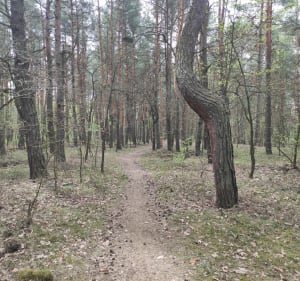 Pogoria IV - Dąbrowa Górnicza - 2
