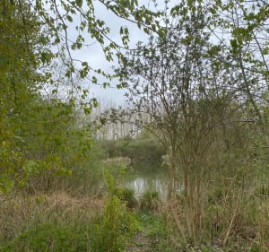 Marais et campagne autour de Palluel - Palluel - 2