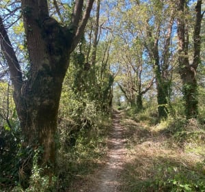 Rando Haute-Goulaine, entre vignes et Étang et Croix des Tailles - Haute-Goulaine - 2