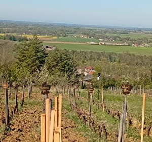 Vignes conservatoire Cramans - Thomas  - 3