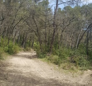 Petit tour dans la forêt de La Rabassière - Fuveau - 2