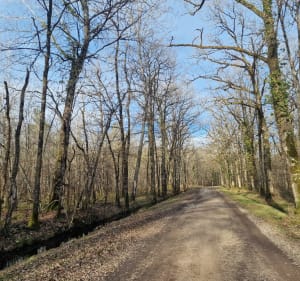 Champs et forêt à Saint-Laurent-Nouan - Sophie - 3