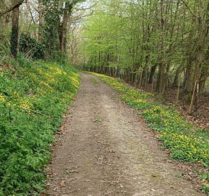 Sentier en utilisant le parcours vallon et coteaux de Champ sur Layon - GWÉNAËLLE - 4