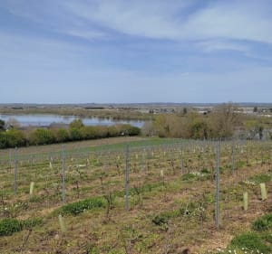 Le Thoureil - Gennes-Val-de-Loire - 2
