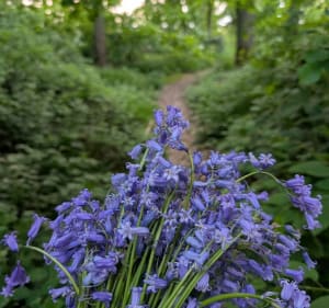 A travers les bois de St-Eloi de La Ville-du-Bois - La Ville-du-Bois - 2