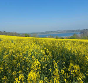 Autour de Langrolay sur Rance - Plouër-sur-Rance - 2