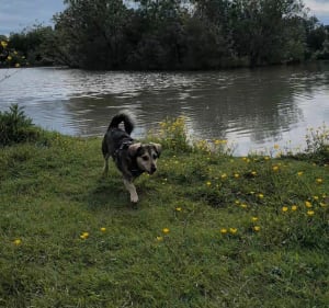 Marais du Langon - Marion - 4