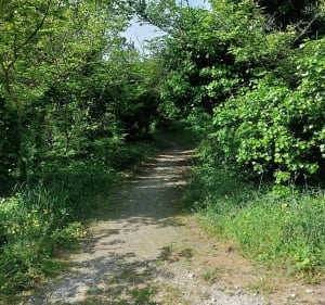 Boucle entre bois, dune, plage et histoire au Bois-Plage-en-Ré - Le Bois-Plage-en-Ré - 3