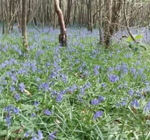 Randonnée dans la forêt de La Neuville-en-Hez - La Neuville-en-Hez - 2