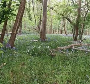 Randonnée dans la forêt de La Neuville-en-Hez - Mélinda - 4