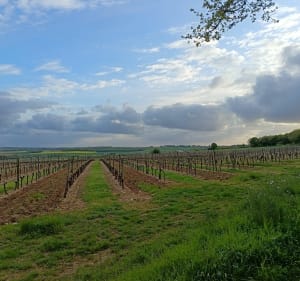 Balade en Rouillacais - Rouillac - 2
