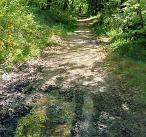 Les 3 étangs et la mare de Vallin - Saint-Victor-de-Cessieu - 2