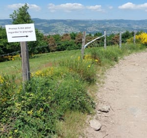 Boucle au sud de Farnay - Farnay - 4