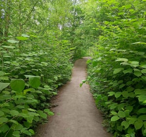 Boucle forêt domaniale Raismes Saint-Amand Wallers et terril - Raismes - 2
