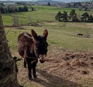 Boucle au départ de St-Romain - Saint-Romain-les-Atheux - 2