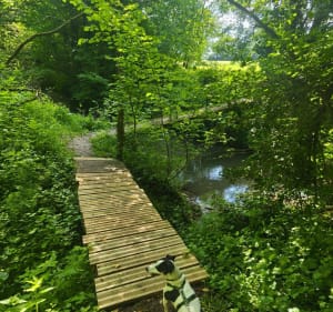 Montceaux moulin et étang de Vavre - Montceaux - 2