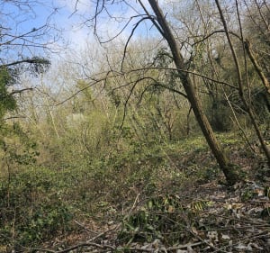 Balade forêt de la Croix-Saint-Jacques - La ville-du-Bois - 2