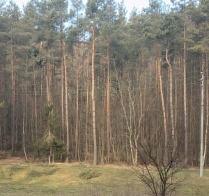 Leśny spacer - Gdynia - 2