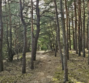 Spacer po dachu Kaszczorka - Toruń - 2