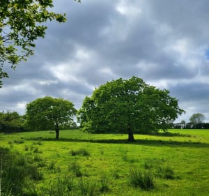 Balade dans le bocage entre Négreville et l'Etang-Bertrand - L'Étang-Bertrand - 2