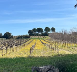 Autour des Piecaous - Saint-Saturnin-lès-Avignon - 2