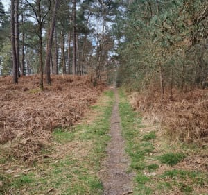 Marche matinale au bois de la Pistole - Fontaine-Chaalis - 2