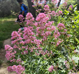Sentier de trail dans le nord d'Aubagne - Aubagne - 4