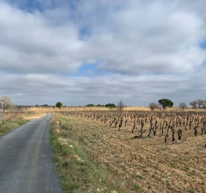 Route de Baixas à Peyrestortes - Peyrestortes - 2