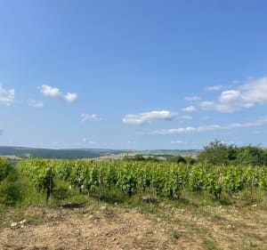Balade dans le vignoble Auxerrois - Aimy - 2